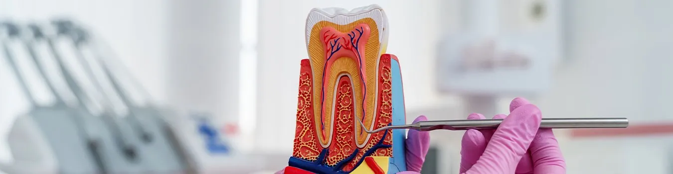 Dişin ve kök kanallarının kesit modeli üzerinde dental sond
